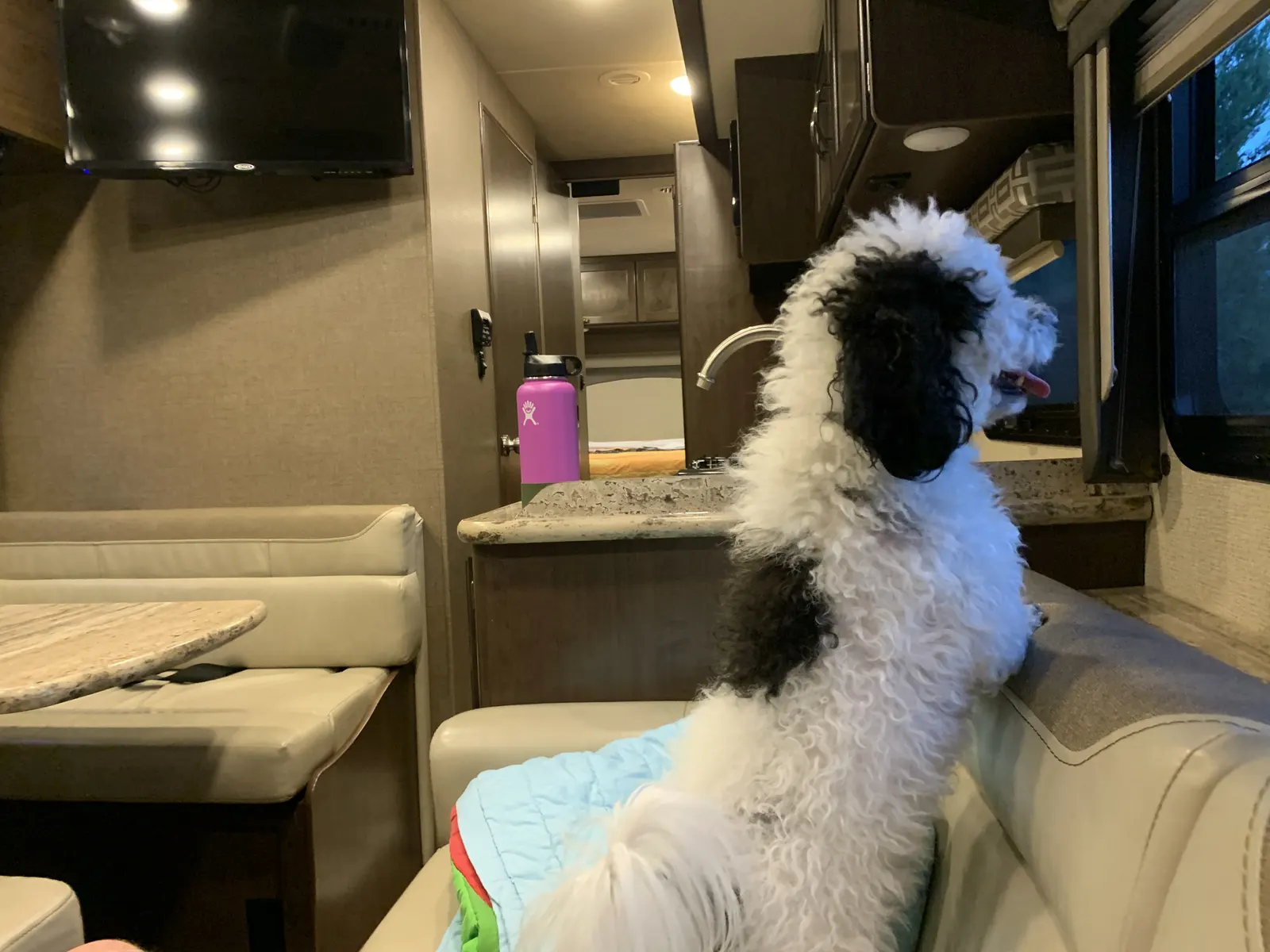 Bronson the dog looking for camping friends
